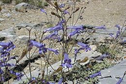 Image of pinyon beardtongue