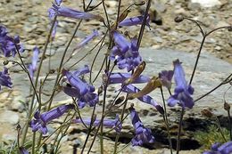 Image of pinyon beardtongue