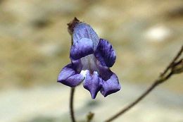 Image of pinyon beardtongue