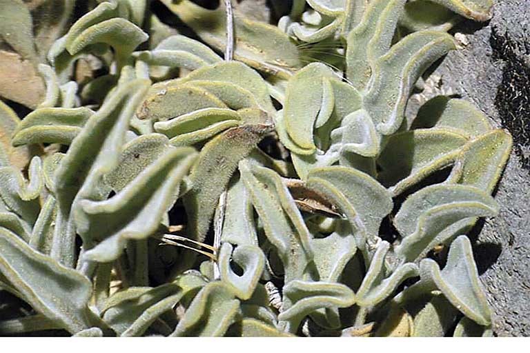 Image of pinyon beardtongue