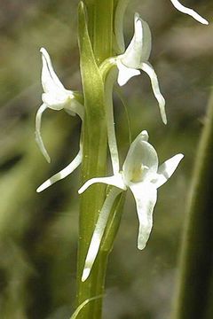 Image of Sierra bog orchid