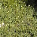 Image of <i>Potentilla <i>diversifolia</i></i> var. diversifolia