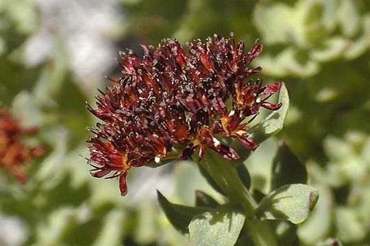 Image of ledge stonecrop