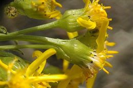 Imagem de Senecio integerrimus var. exaltatus (Nutt.) Cronq.