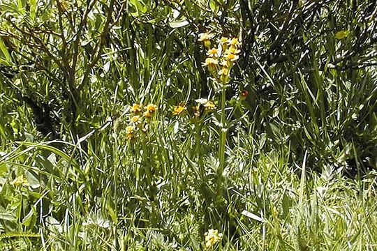 Image of Rayless Alpine Groundsel