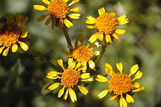 Image of Rayless Alpine Groundsel