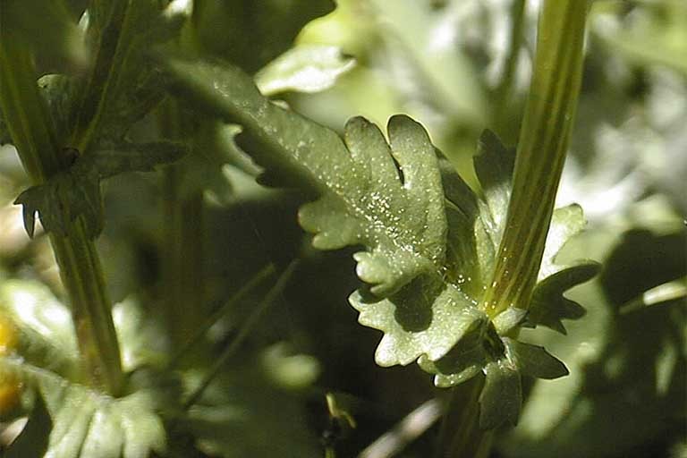 Image of Rayless Alpine Groundsel