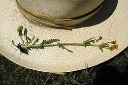 Image of Rayless Alpine Groundsel