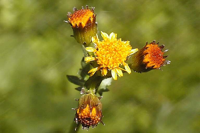 Image of Rayless Alpine Groundsel