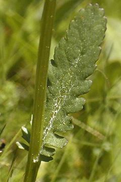 Image of Rayless Alpine Groundsel