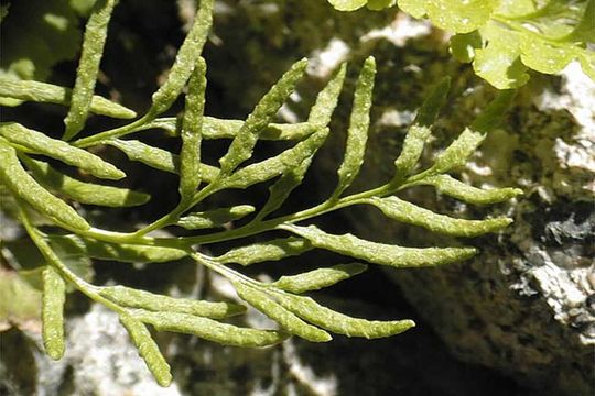 Cryptogramma acrostichoides R. Br. apud Richards. resmi