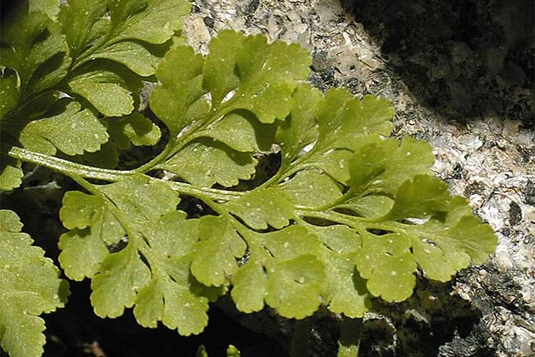 Cryptogramma acrostichoides R. Br. apud Richards. resmi