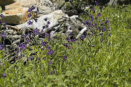 Image of mountain marsh larkspur