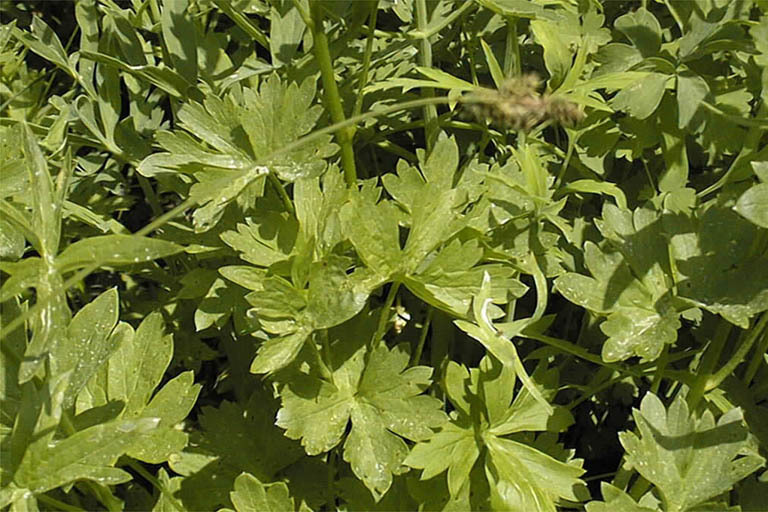 Image of mountain marsh larkspur