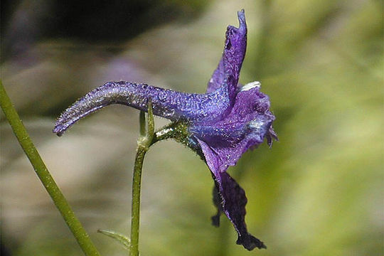 Image of mountain marsh larkspur