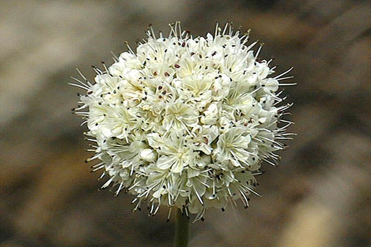 Image of naked buckwheat