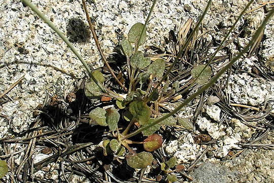 Image of naked buckwheat