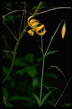 Image de Lilium pardalinum subsp. wigginsii (Beane & Vollmer) M. W. Skinner