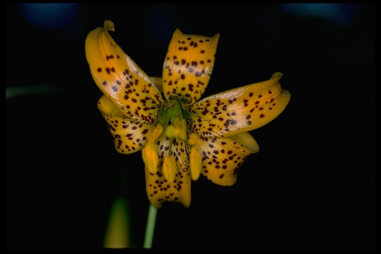 Image de Lilium pardalinum subsp. wigginsii (Beane & Vollmer) M. W. Skinner