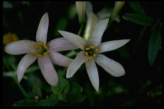 Image of redwood lily