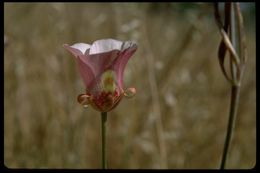 Image de Calochortus venustus Douglas ex Benth.