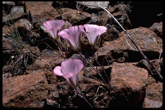 Image de Calochortus invenustus Greene