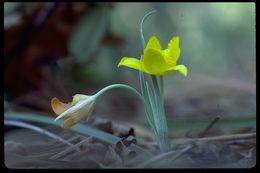 Calochortus monophyllus (Lindl.) Lem. resmi