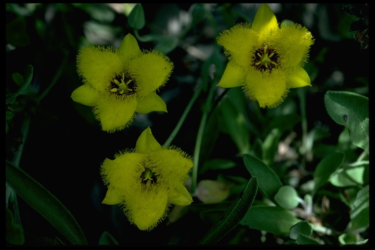 Calochortus monophyllus (Lindl.) Lem. resmi