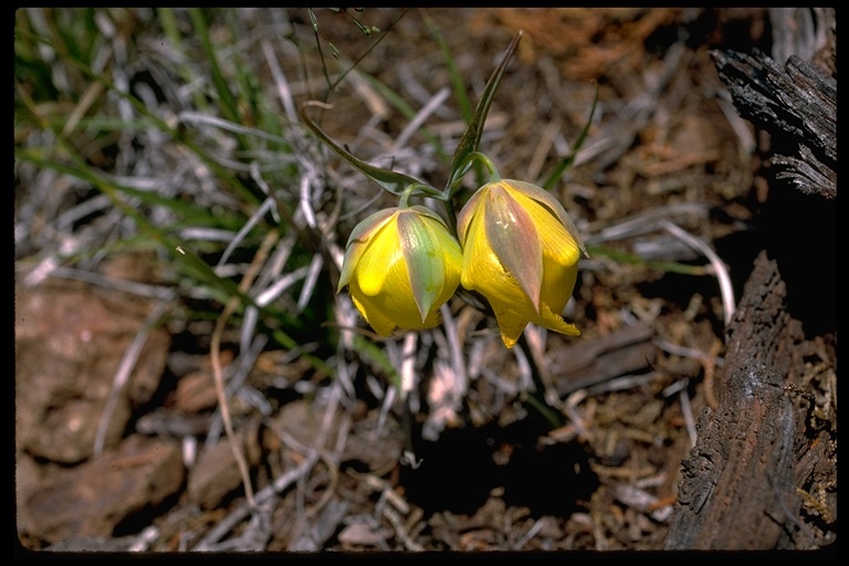 Calochortus raichei Farwig & V. Girard resmi