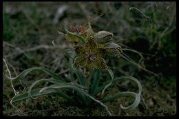 Image of Davidson's fritillary