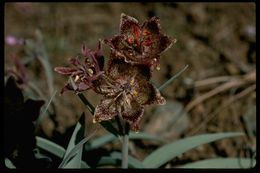 Image of Talus Fritillary