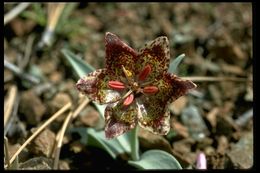 Image of Talus Fritillary