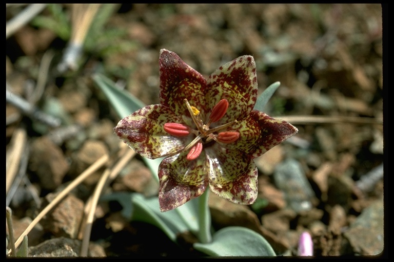 Image of Talus Fritillary