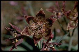 Image of Talus Fritillary