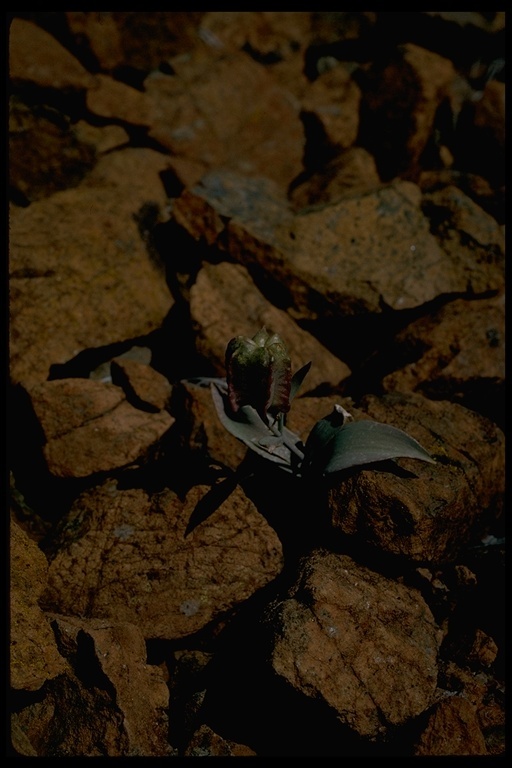 Image of Talus Fritillary