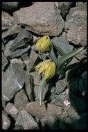 Image of Siskiyou fritillary