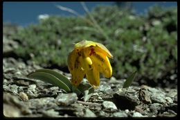 Image of Siskiyou fritillary