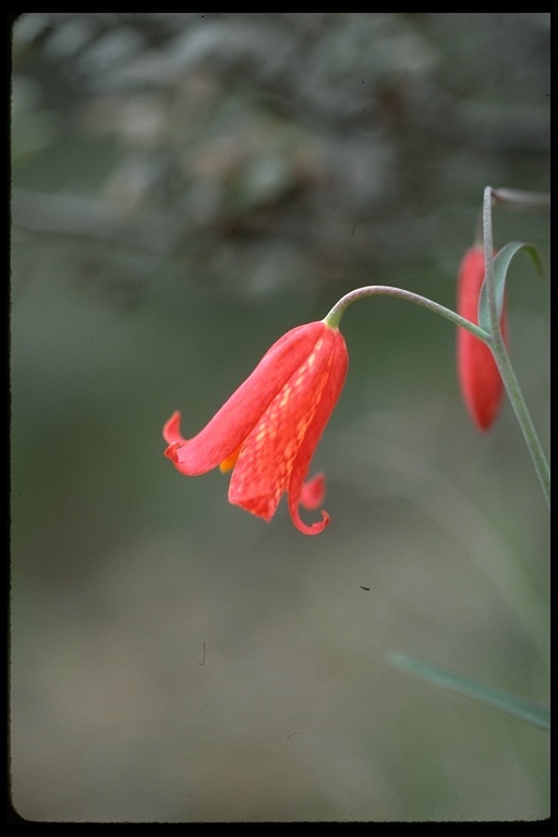 Image of scarlet fritillary