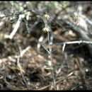 Слика од Fritillaria viridea Kellogg