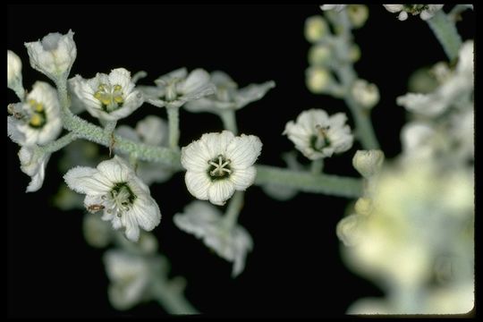 Image of Siskiyou false hellebore