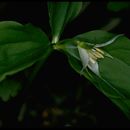 Image de Trillium ovatum var. oettingeri (Munz & Thorne) Case