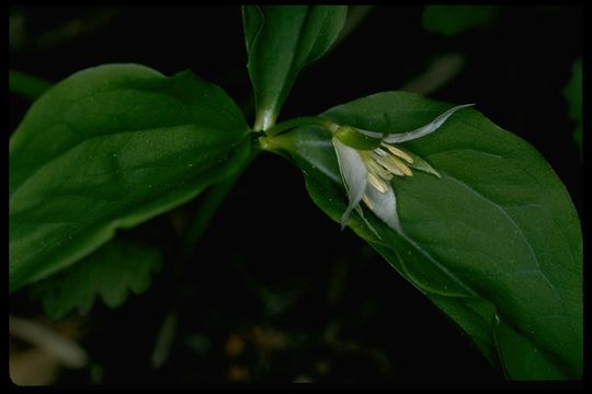 Image of Oettinger's trillium