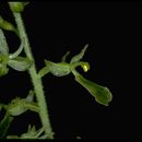 Image of <i>Listera convallarioides</i>