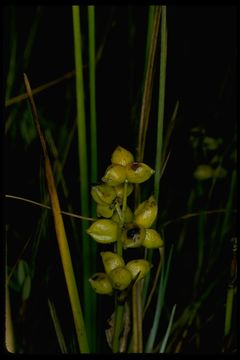 Image of pod grass