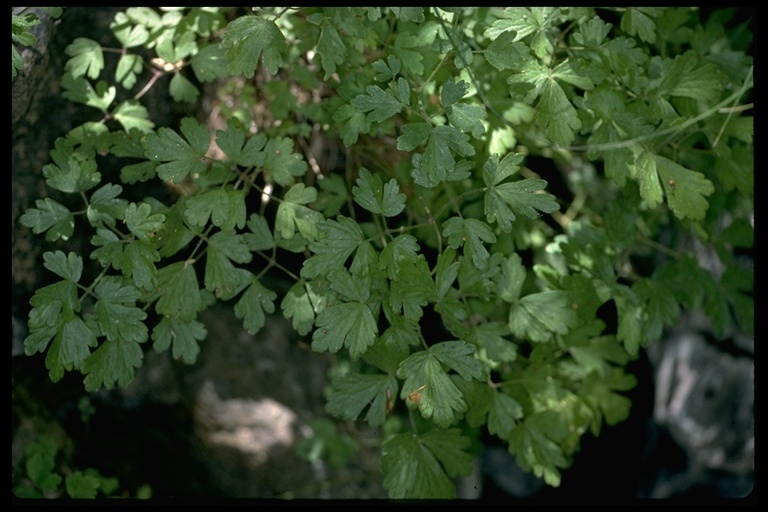 Aquilegia eximia Van Houtte ex Planch.的圖片