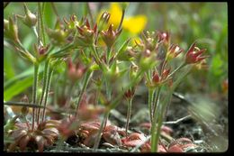 Plancia ëd Androsace elongata subsp. acuta (Greene) G. T. Robbins