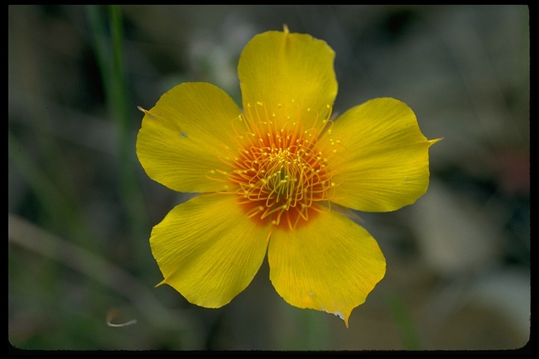 Image of Lindley's blazingstar