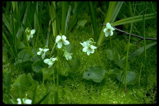 Image of small white violet