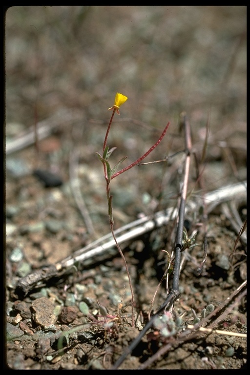 Image of San Benito suncup