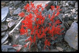 Image of scarlet milkvetch